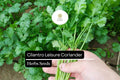 Cilantro Leisure Seeds – 75 Non-GMO Heirloom Coriander Seeds for Planting