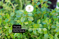 Thyme Seeds - 100mg Thymus vulgaris Heirloom Perennial Herb for Culinary Use