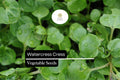 1000 Watercress Seeds – Nasturtium officinale Aquatic Green for Salads & Garnishes
