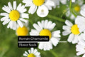 2000 Roman Chamomile Seeds – Fragrant Tea Herb & Ground Cover