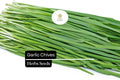 Garlic Chives Seeds 300mg Heirloom Allium tuberosum Pollinator-Friendly