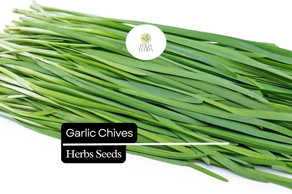 Garlic Chives Seeds 300mg Heirloom Allium tuberosum Pollinator-Friendly
