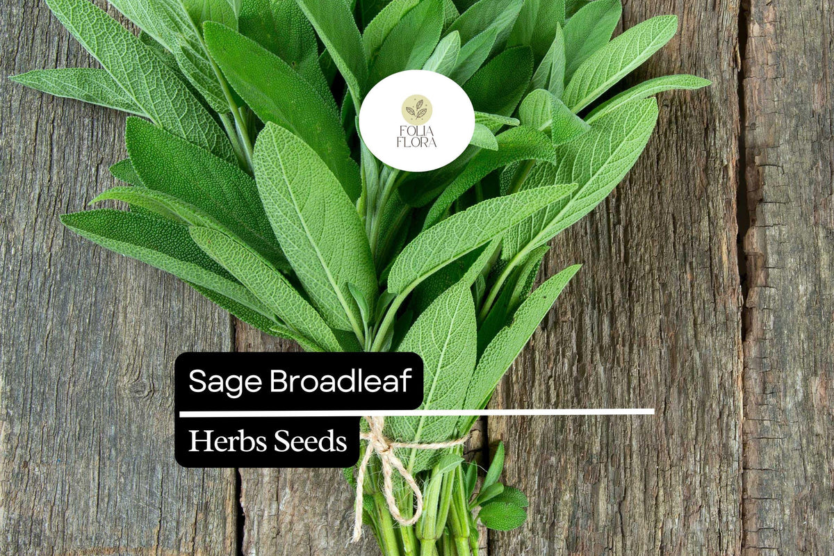 Broadleaf Sage Seeds 300mg | Salvia officinalis Heirloom Culinary Herb
