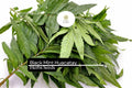 100mg Huacatay Black Mint Seeds – Tagetes minuta Aromatic Herb for Planting