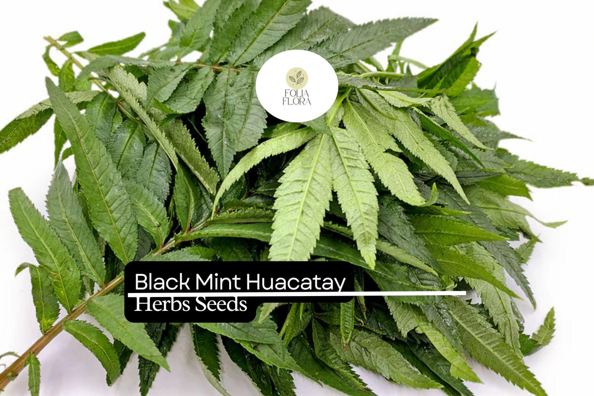 100mg Huacatay Black Mint Seeds – Tagetes minuta Aromatic Herb for Planting