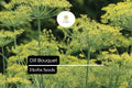 1g Dill Bouquet Seeds - Aromatic Culinary Herb for Gardens