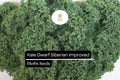 Dwarf Siberian Kale Seeds – 300 Cold-Hardy Heirloom Seeds for Planting