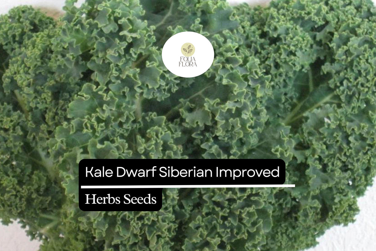 Dwarf Siberian Kale Seeds – 300 Cold-Hardy Heirloom Seeds for Planting
