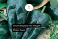 Ancho Poblano Pepper Seeds – 15 Mildly Spicy Capsicum annuum Seeds for Cooking