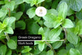 Greek Oregano Seeds – Aromatic Culinary Herb, 2000 Seeds