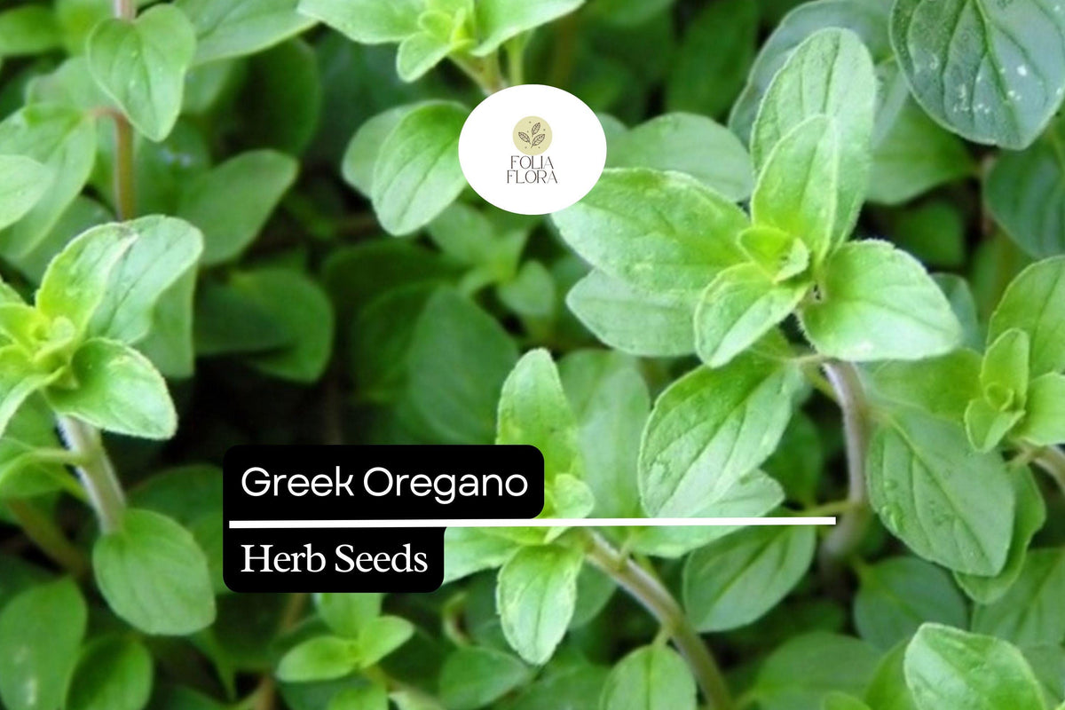 Greek Oregano Seeds – Aromatic Culinary Herb, 2000 Seeds
