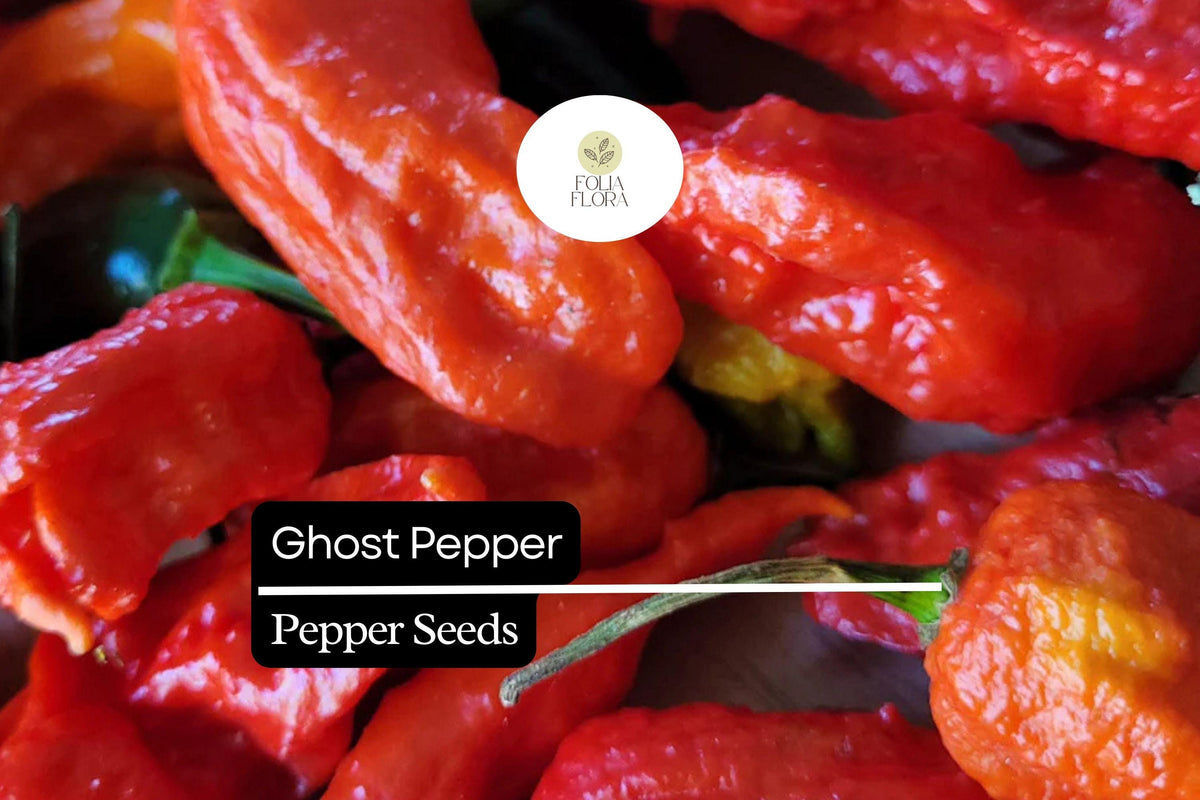 Ghost Pepper Seeds, Bhut Jolokia Hot Chili Pepper, 10 Seeds for Spicy Gardens
