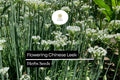 Flowering Chinese Leek Seeds 250mg | Heirloom Allium tuberosum Edible Greens