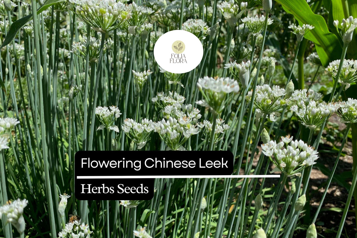 Flowering Chinese Leek Seeds 250mg | Heirloom Allium tuberosum Edible Greens