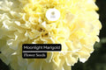 Moonlight Marigold Seeds - 25 Tagetes Erecta Pale Yellow Blooms for Pollinator Gardens