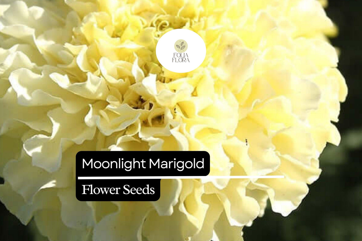Moonlight Marigold Seeds - 25 Tagetes Erecta Pale Yellow Blooms for Pollinator Gardens