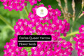 Cerise Queen Yarrow Seeds – 250 Achillea millefolium Pink Flower Seeds for Pollinator Gardens