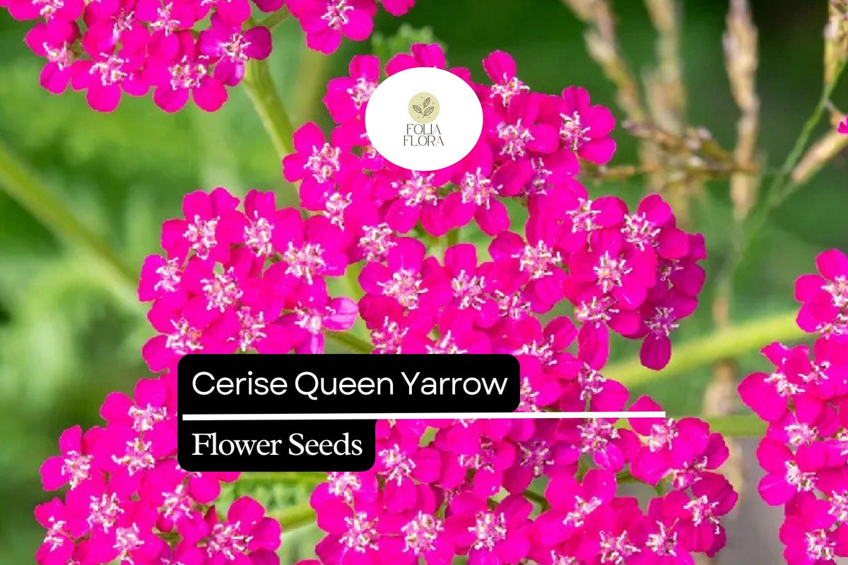 Cerise Queen Yarrow Seeds – 250 Achillea millefolium Pink Flower Seeds for Pollinator Gardens