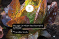 Rouge De Hiver Lettuce Seeds - Red Romaine Heirloom Non-GMO (1g)