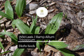 10 Wild Leek Seeds | Heirloom Ramp Seeds for Gourmet Onion-Garlic Flavor