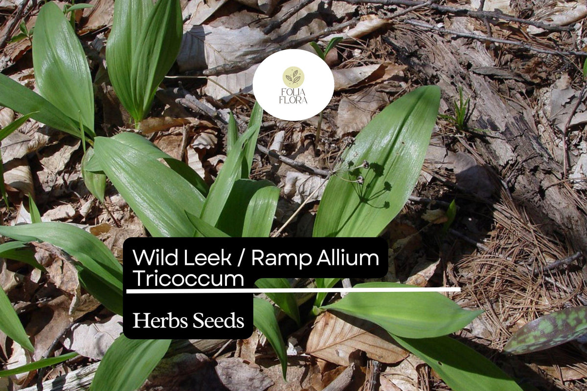 10 Wild Leek Seeds | Heirloom Ramp Seeds for Gourmet Onion-Garlic Flavor