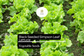 Black Seeded Simpson Lettuce Seeds - 1g Heirloom Fast-Growing Salad Green