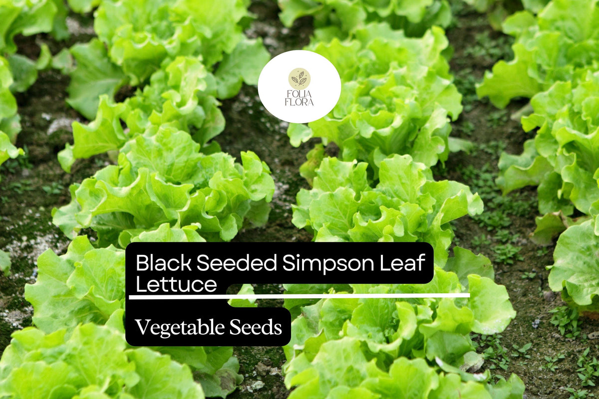 Black Seeded Simpson Lettuce Seeds - 1g Heirloom Fast-Growing Salad Green