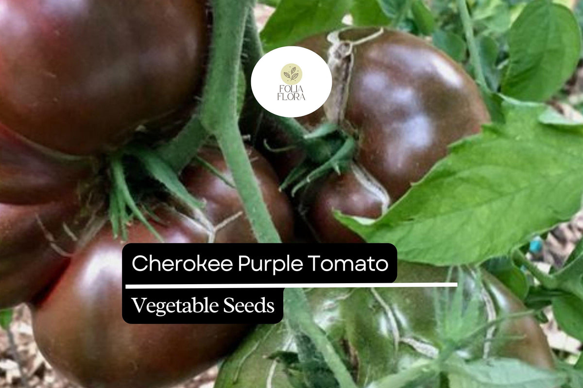 Cherokee Purple Tomato Seeds – Heirloom Variety, Rich Flavor (30 Seeds)