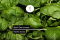 Genovese Basil Seeds – 1000 Heirloom Non-GMO Italian Herb Seeds for Planting