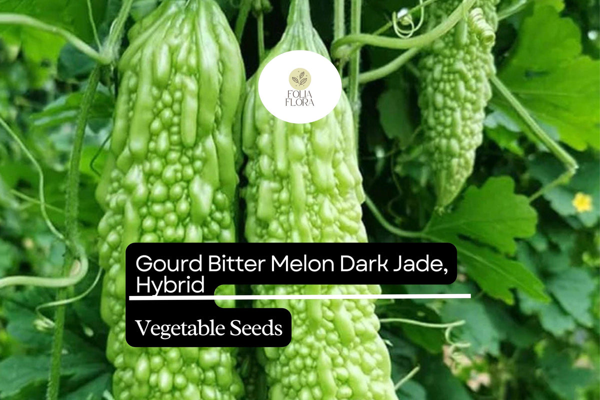 Dark Jade Bitter Melon Seeds - 5 High Yield Asian Gourd Seeds