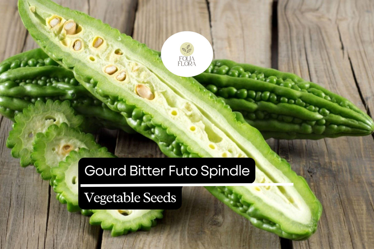Bitter Gourd Seeds - Futo Spindle Heirloom Variety (5 Seeds)