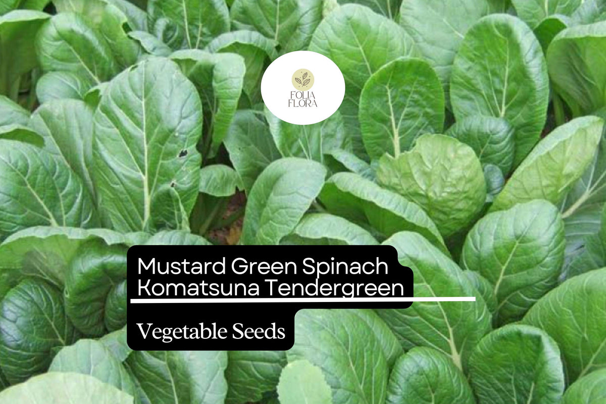 Komatsuna Seeds - Heirloom Asian Greens, Mild Flavor (500mg)