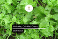 500 Wrinkled Crinkled Cress Seeds – Lepidium sativum Microgreen & Salad Herb
