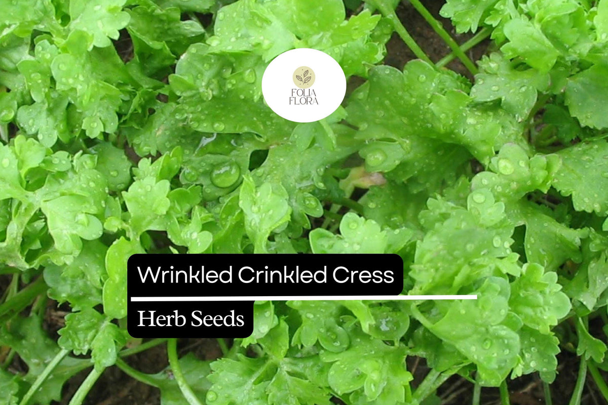 500 Wrinkled Crinkled Cress Seeds – Lepidium sativum Microgreen & Salad Herb
