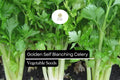 Golden Self-Blanching Celery Seeds – 500 Heirloom Apium graveolens for Tender Mild Stalks