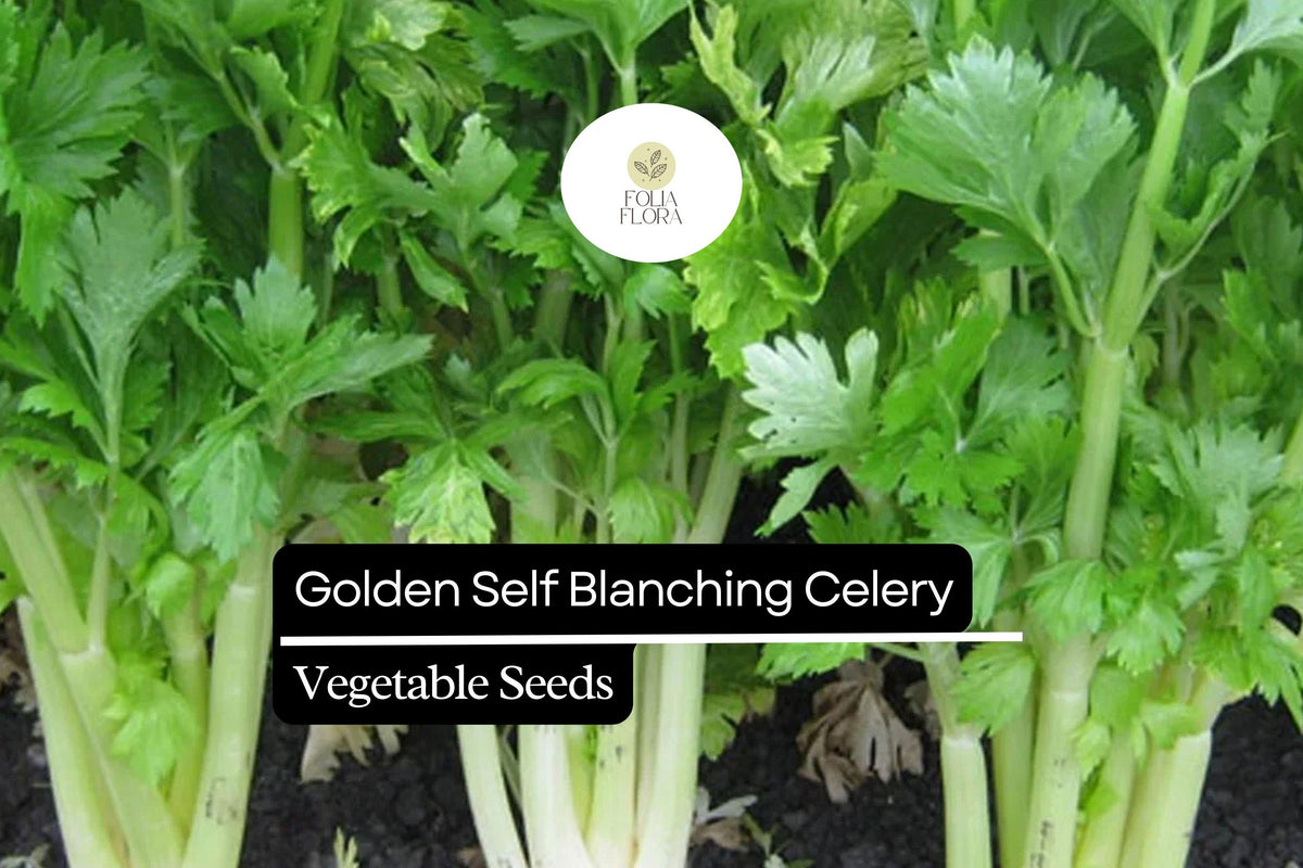 Golden Self-Blanching Celery Seeds – 500 Heirloom Apium graveolens for Tender Mild Stalks