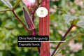 Red Burgundy Okra Seeds - Heirloom, Non-GMO, Heat Tolerant (1g)