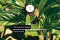 600 Cinnamon Basil Seeds – Ocimum basilicum Aromatic Herb with Spicy-Sweet Flavor