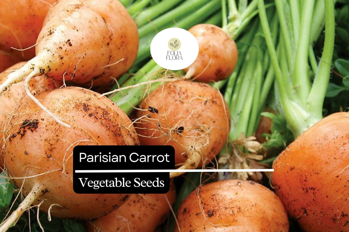 Parisian Carrot Seeds – 300 Heirloom Small Round Carrots for Gourmet Gardens