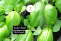 600 Sweet Basil Seeds – Ocimum basilicum Culinary Herb for Cooking & Gardening