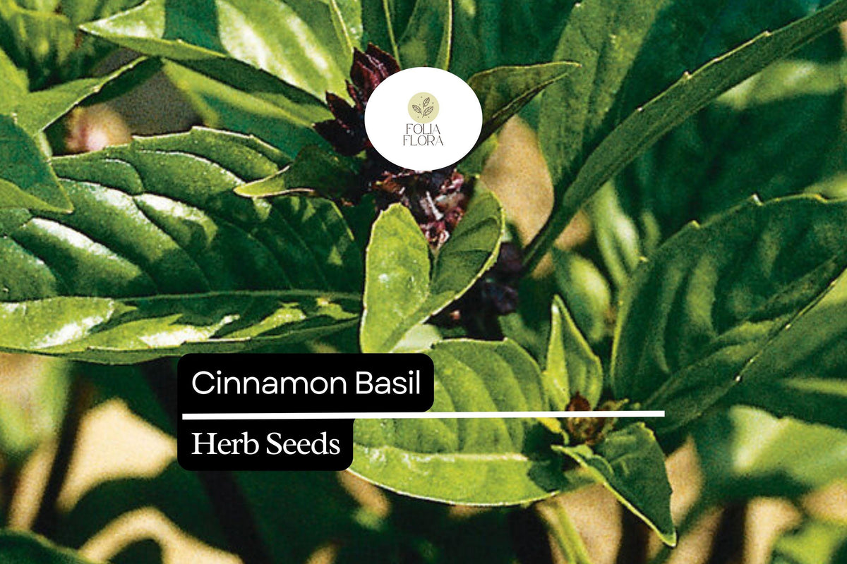Cinnamon Basil Seeds – 1200 Seeds, Ocimum basilicum, Aromatic Herb with Spicy-Sweet Cinnamon Flavor
