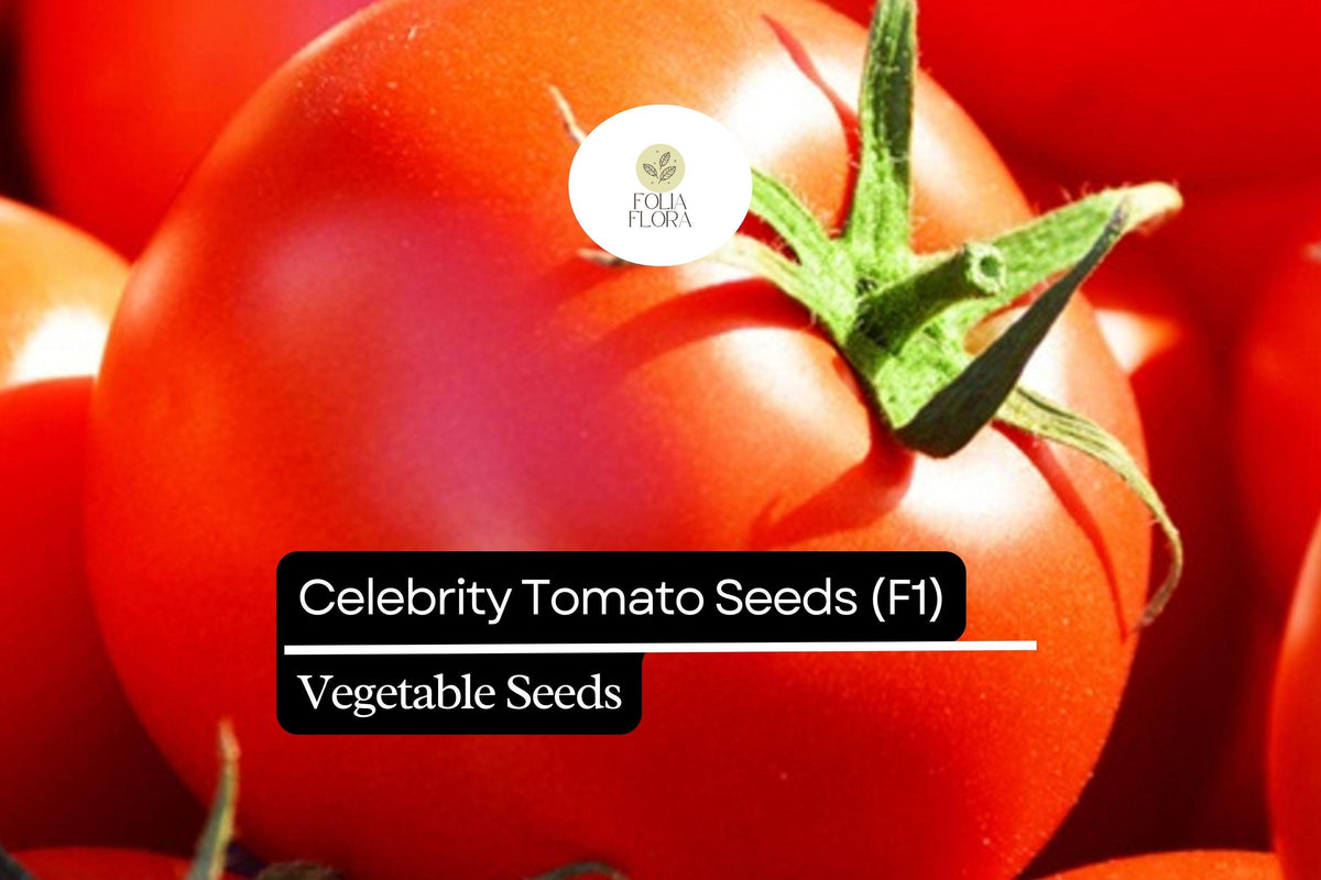 Celebrity Tomato Seeds (F1 Hybrid) – 10 Seeds, Solanum lycopersicum