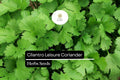 Leisure Cilantro Seeds – 125 Seeds, Coriandrum sativum, Flavorful Herb for Cooking & Garnish