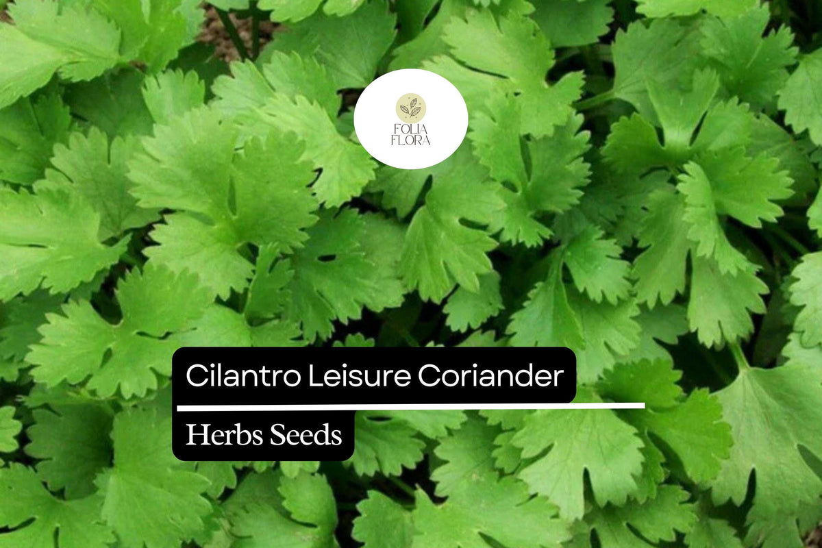 Leisure Cilantro Seeds – 125 Seeds, Coriandrum sativum, Flavorful Herb for Cooking & Garnish
