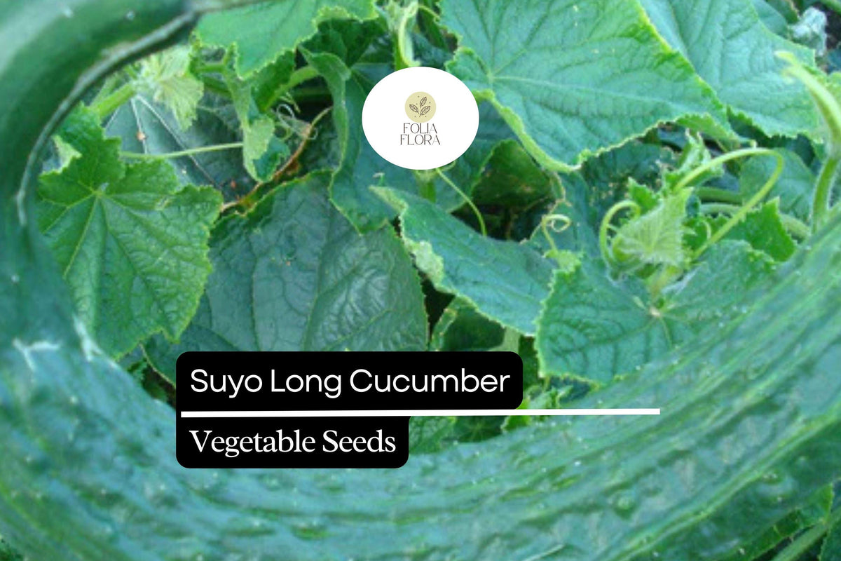Suyo Long Cucumber Seeds – 20 Burpless Heirloom Seeds for Planting