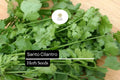 Santo Cilantro Seeds – 100 Seeds | Coriandrum sativum Aromatic Culinary Herb