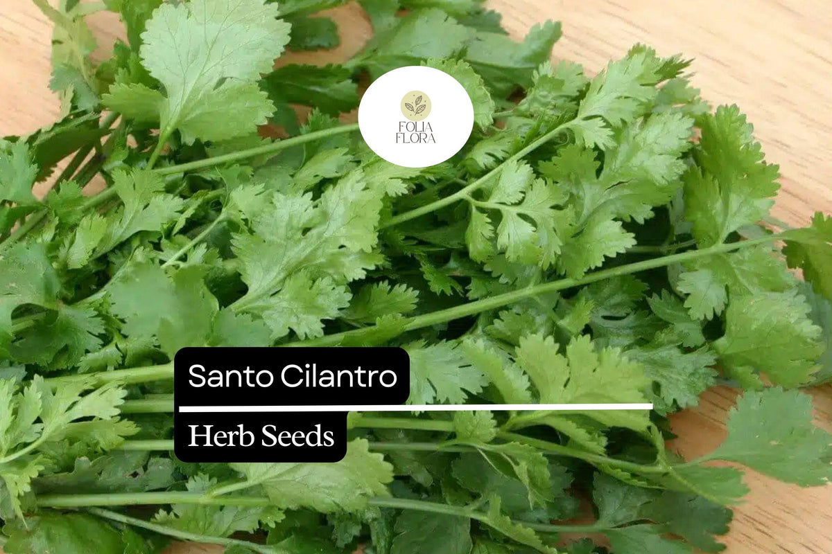 Santo Cilantro Seeds – 100 Seeds | Coriandrum sativum Aromatic Culinary Herb