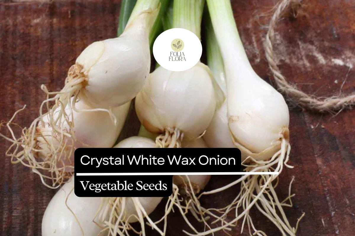 Crystal White Wax Onion Seeds – 200 Mild & Sweet Pearl Onion Seeds (Allium cepa)