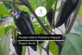 Mulato Isleno Poblano Pepper Seeds - 10 Mild Capsicum Annuum Chili Seeds