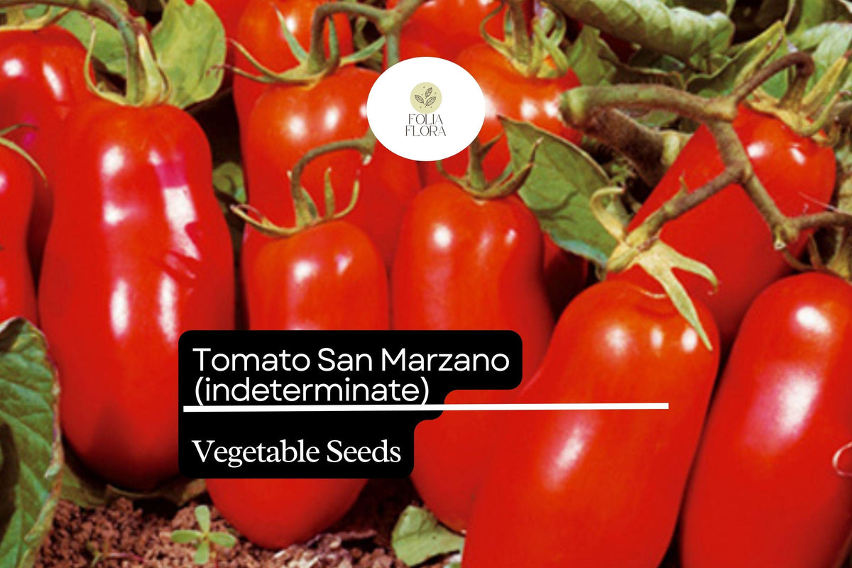 San Marzano Short Vine Tomato Seeds – 30 Heirloom Indeterminate Seeds